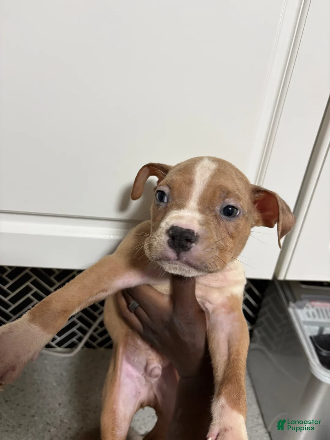 American Bully dogs for sale: American Bully Puppy 1 - Ad 1