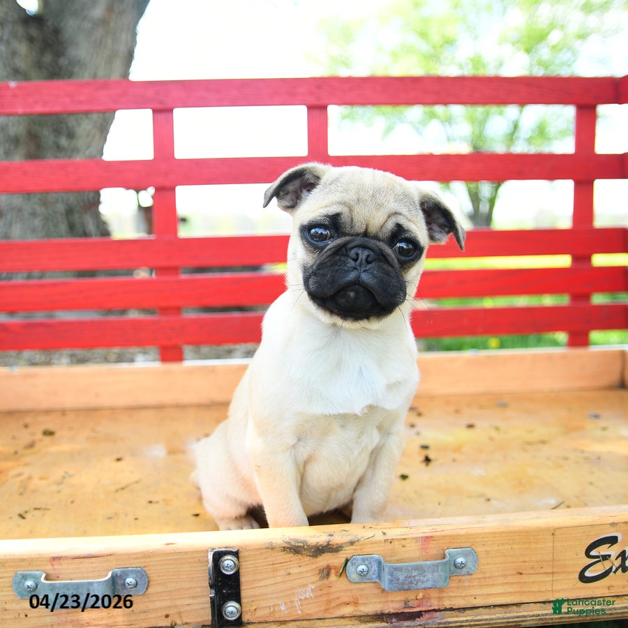 Pug dogs Sasha - Ad 1