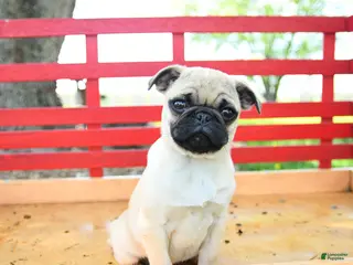 Pug dogs for sale: Sasha - Ad 3