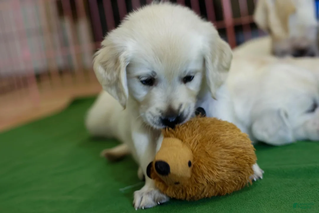 Golden Retriever dogs for sale: Clover - Ad 2