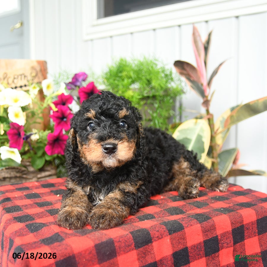Mini Bernedoodle dogs Rizzo - Ad 2