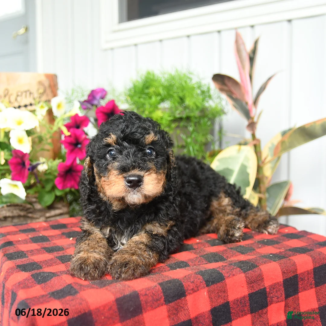 Mini Bernedoodle dogs for sale: Rizzo - Ad 2