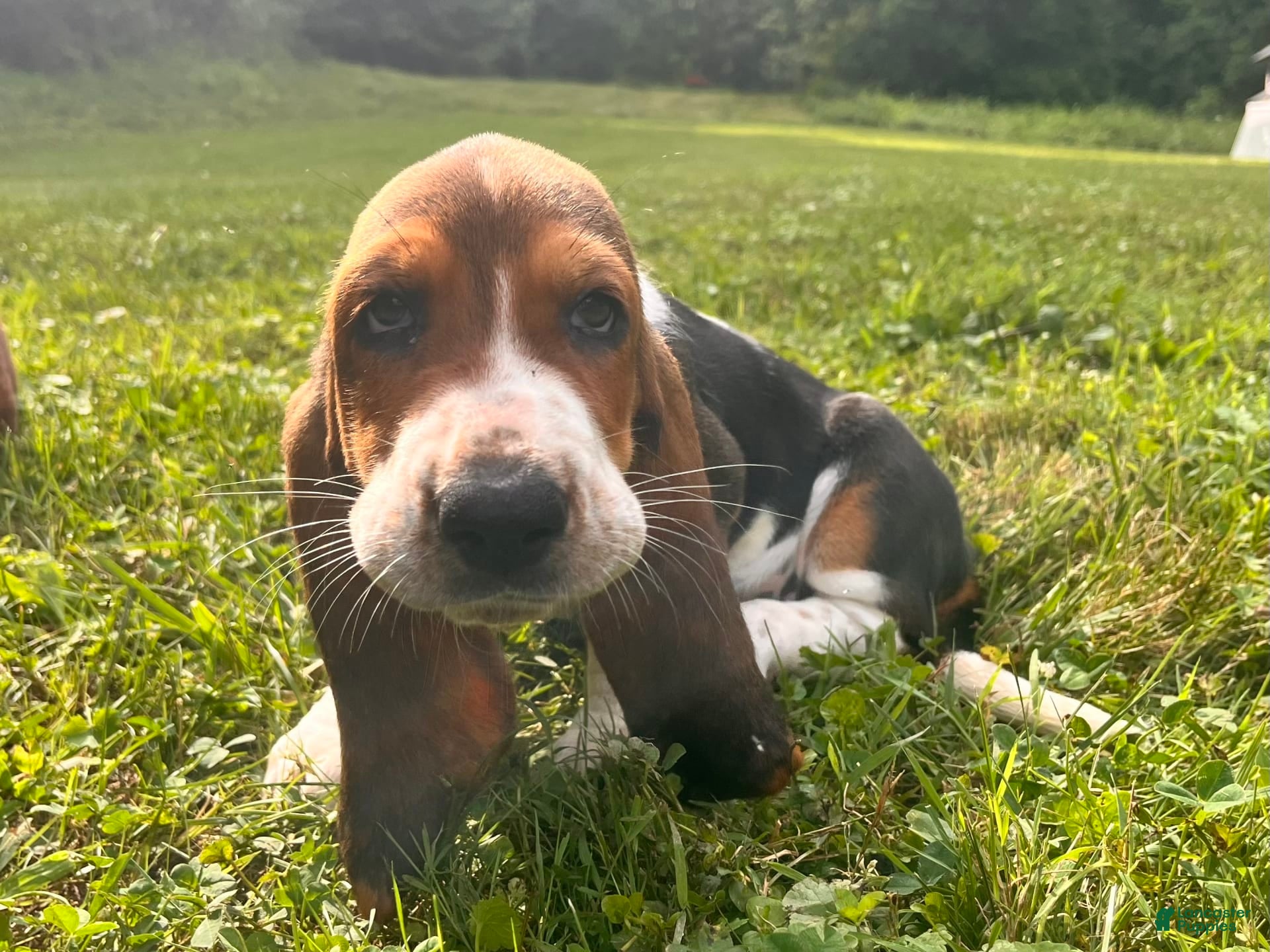 Aussie Basset Hound Mix Puppy Basset Hound Collie Mix Australian