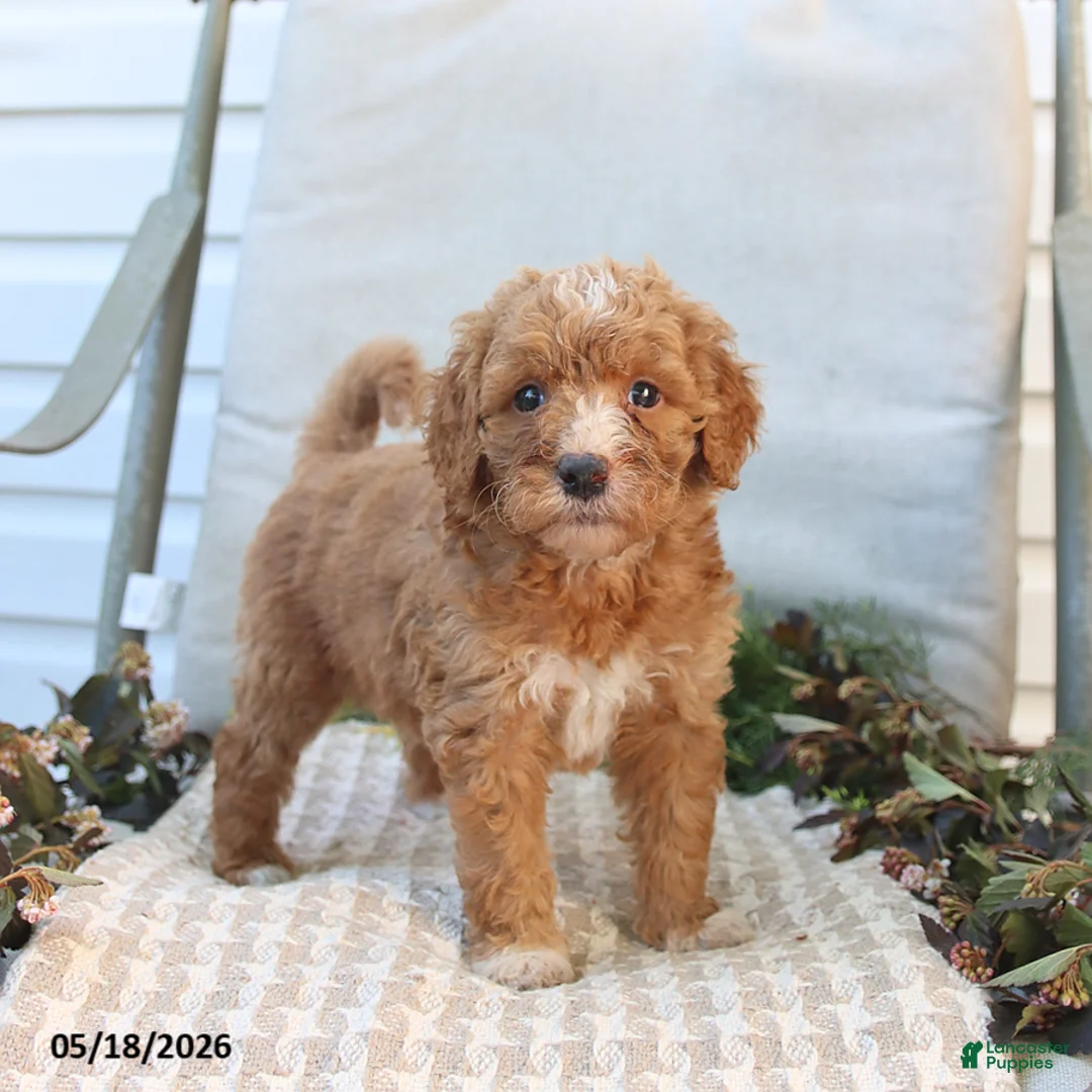 Mini Goldendoodle dogs for sale: Maddie - Ad 1