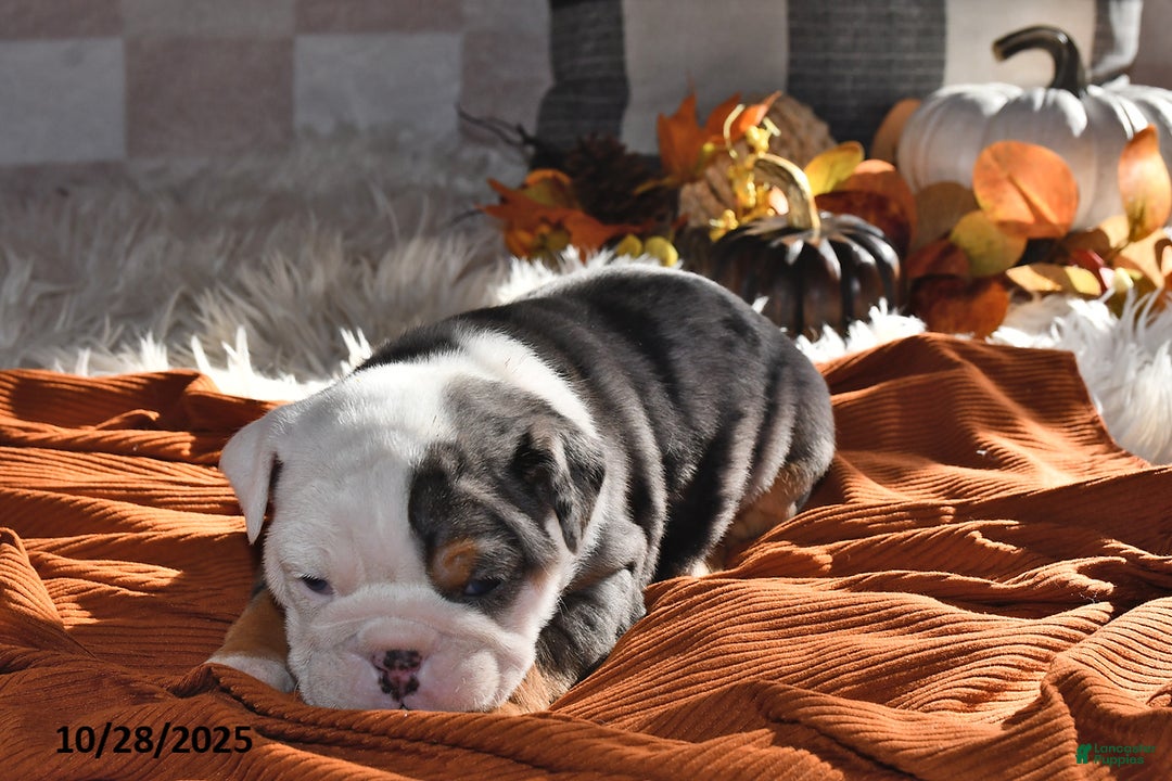 Olde English Bulldogge dogs for sale: Sadie - Ad 15