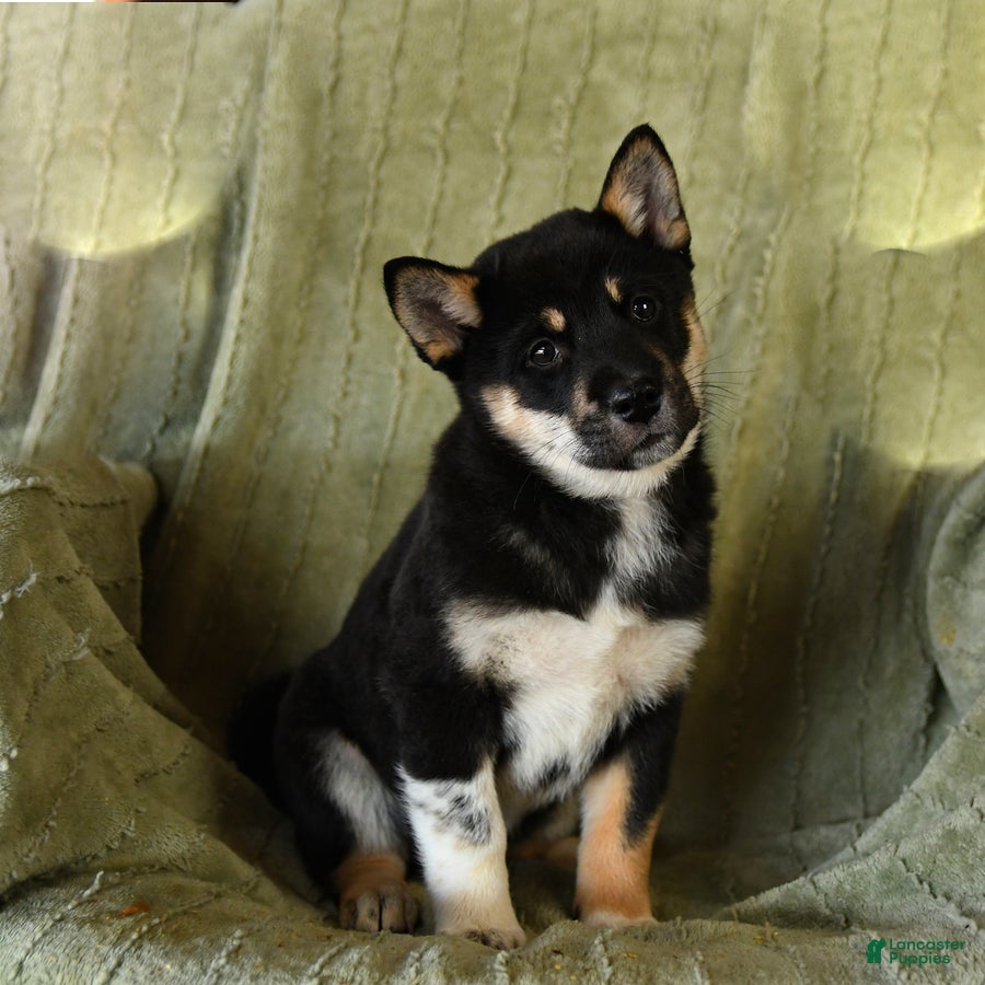 Mixed Breed dogs Stoney - Ad 7