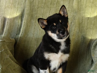 Mixed Breed dogs Stoney - Ad 31