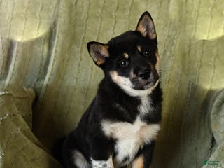 Mixed Breed dogs Stoney - Ad 35