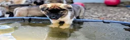 Akita dogs for sale: Bear - Ad 12