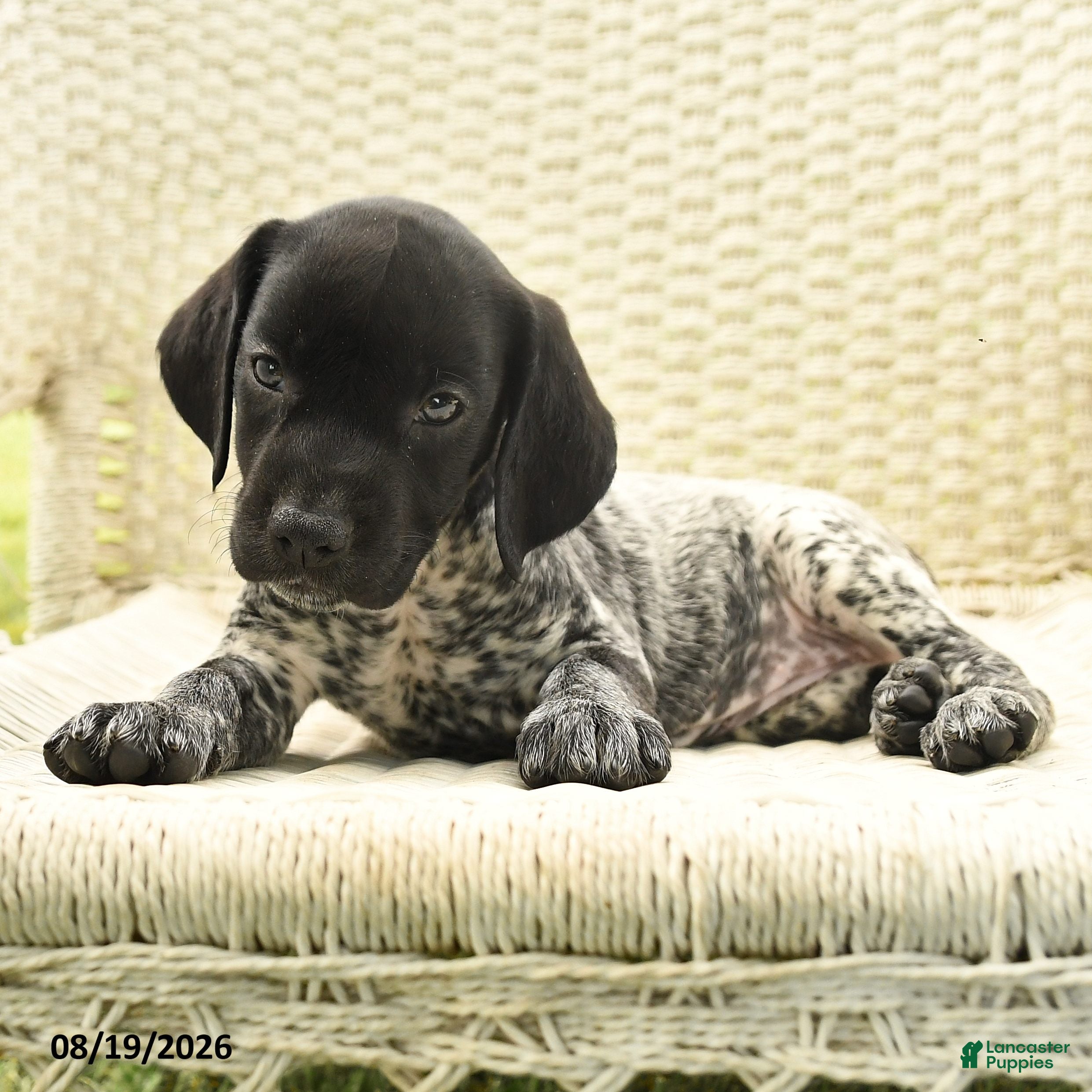 German Shorthaired Pointer dogs Heidi - Ad 2