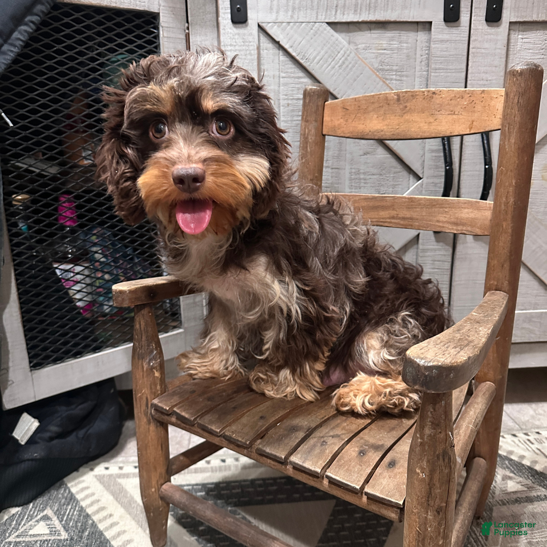 Cavapoo dogs for sale: Tinsel - Ad 4