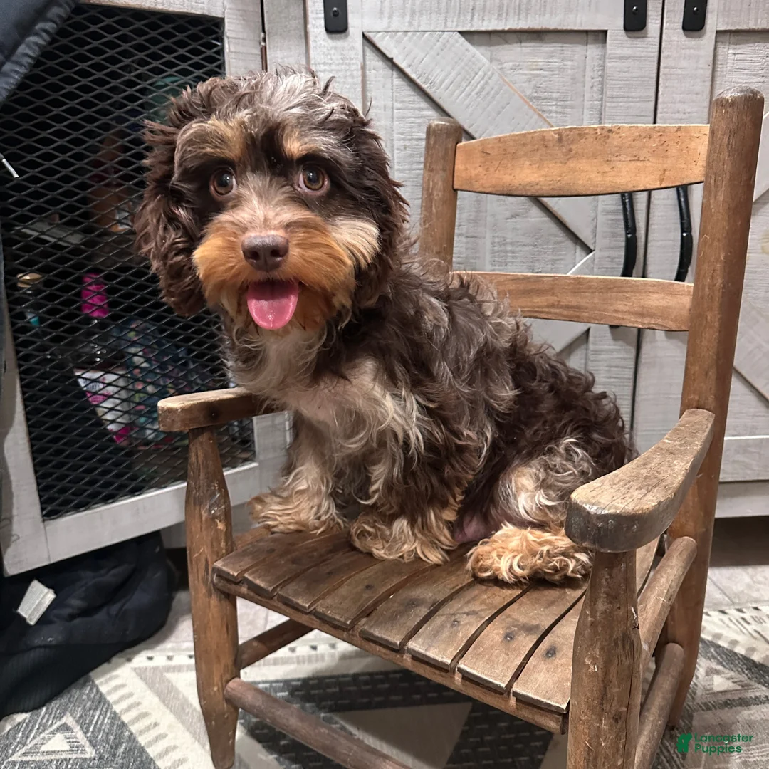 Cavapoo dogs for sale: Dasher - Ad 4