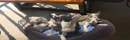 Mixed Breed dogs for sale: Cider - Ad 12