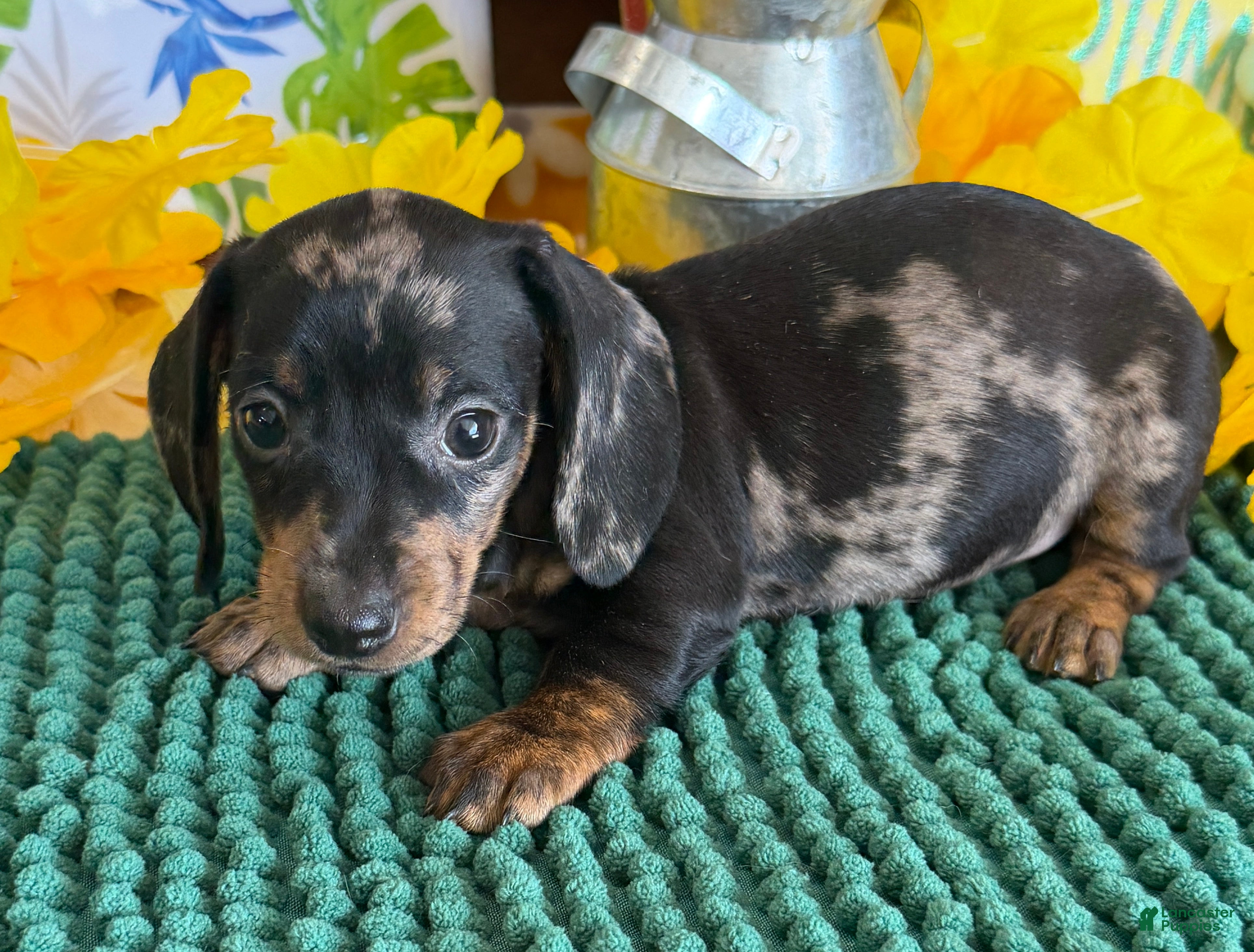 Miniature Dachshund dogs Poppy - Ad 33