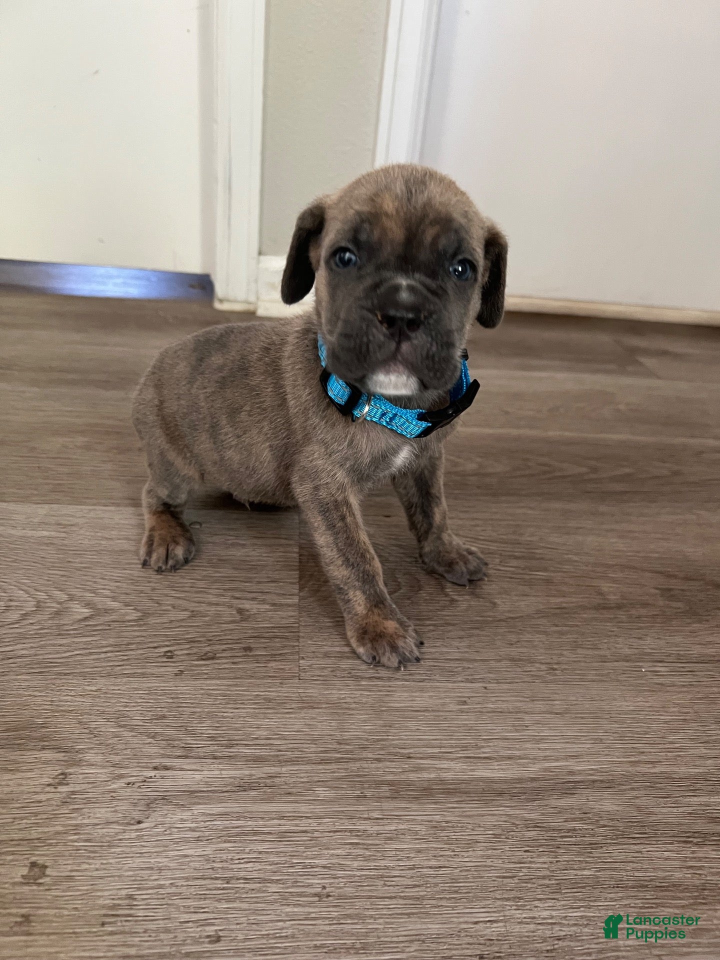 Cane Corso dogs Cane Corso 1 - Ad 1