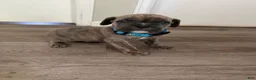 Cane Corso dogs for sale: Cane Corso 1 - Ad 1