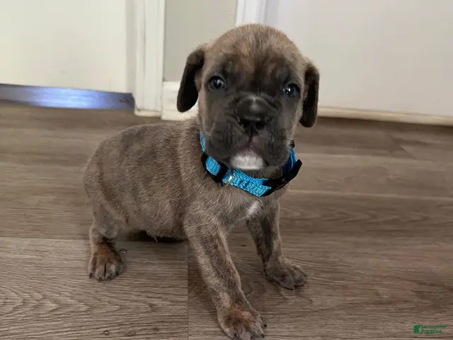 Cane Corso dogs for sale: Cane Corso 1 - Ad 1