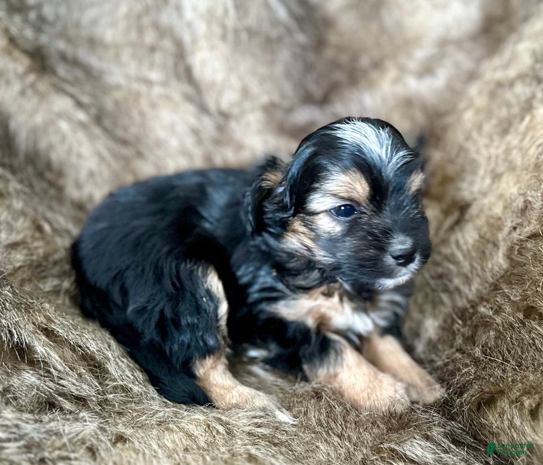 Shorkie dogs for sale: Isabel - Ad 9