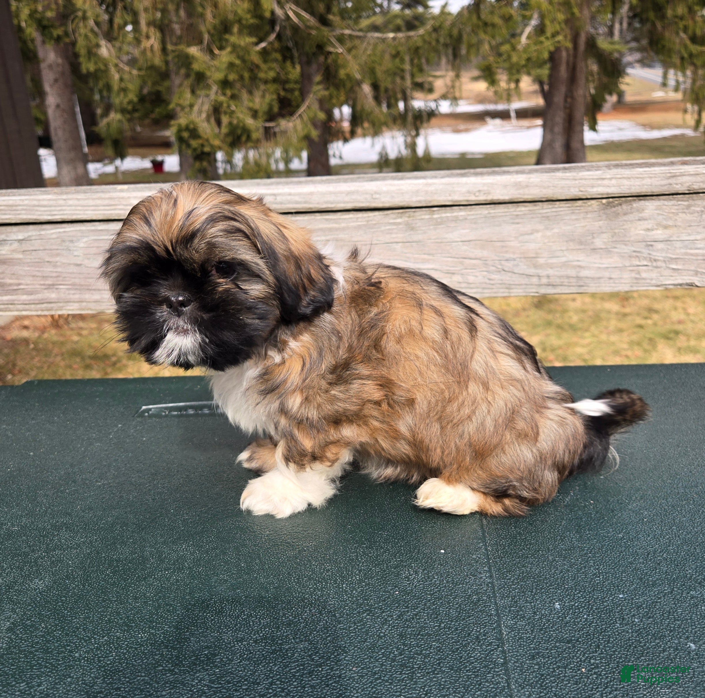 Mixed Breed dogs Grizzly  - Ad 1