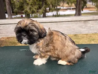 Mixed Breed dogs Grizzly - Ad 1