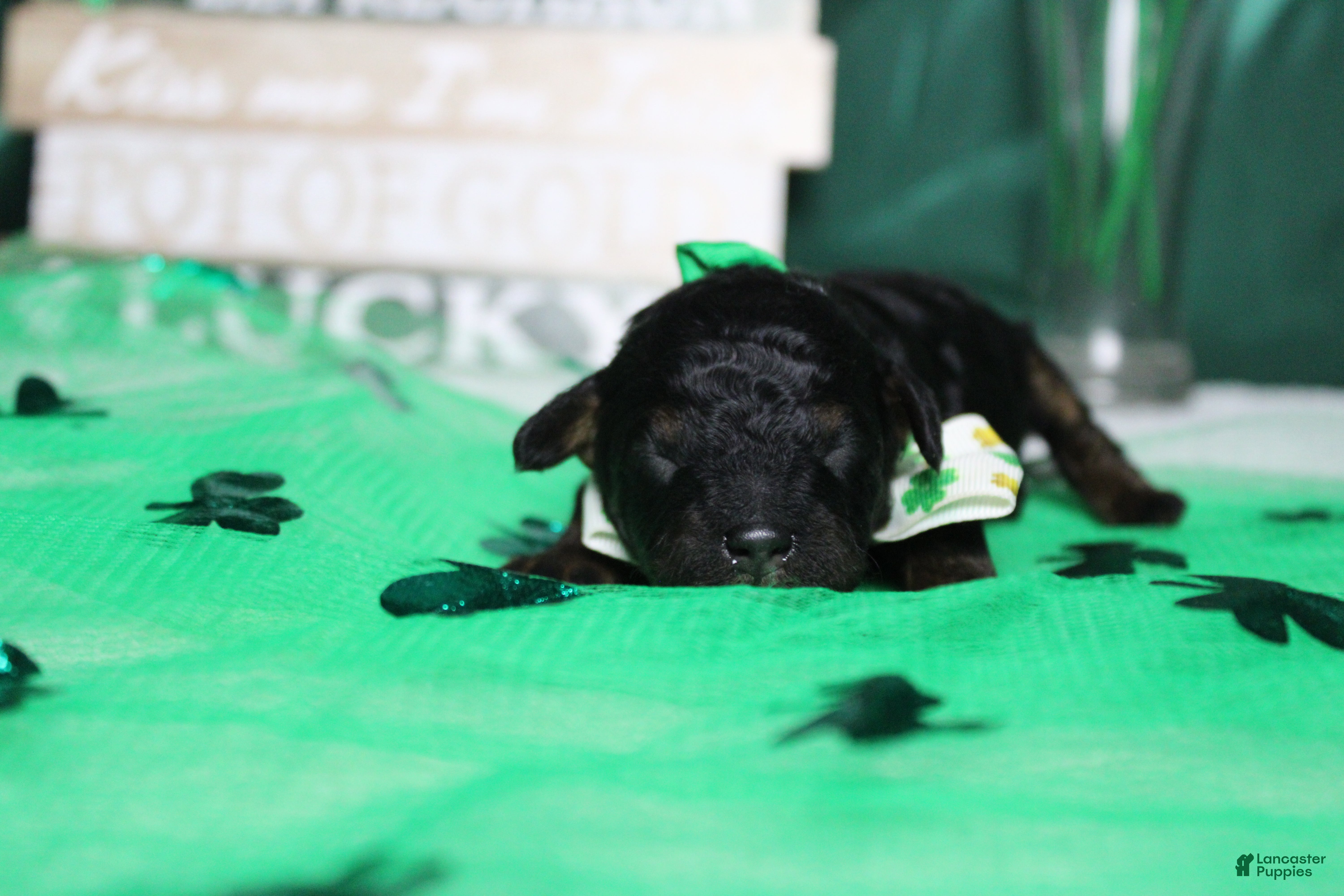 Toy Poodle dogs Charlie - Ad 6