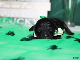 Toy Poodle dogs Charlie - Ad 9