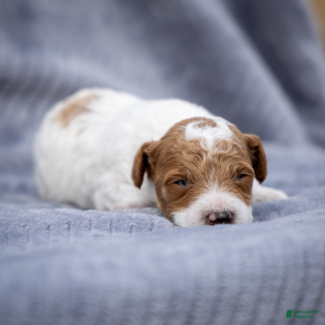 Toy Poodle dogs for sale: Rusty Scout - Ad 14