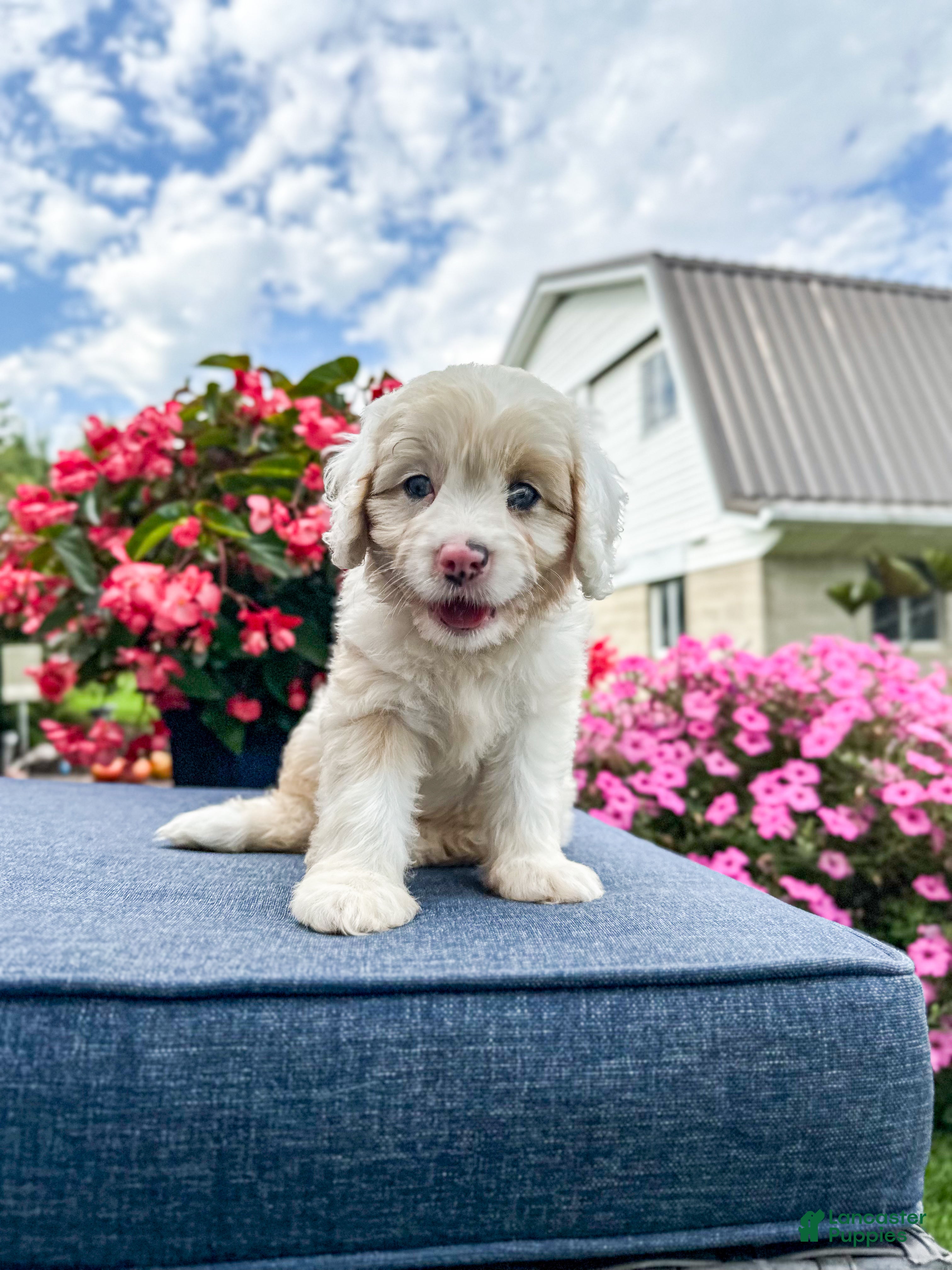 Cavapoo dogs Beau - Ad 2