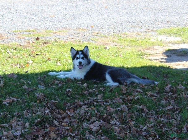 Alaskan Malamute dogs Cascade - Ad 2