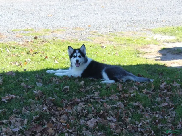 Alaskan Malamute dogs for sale: Cascade - Ad 2