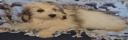 Havanese dogs for sale: Mena - Ad 5