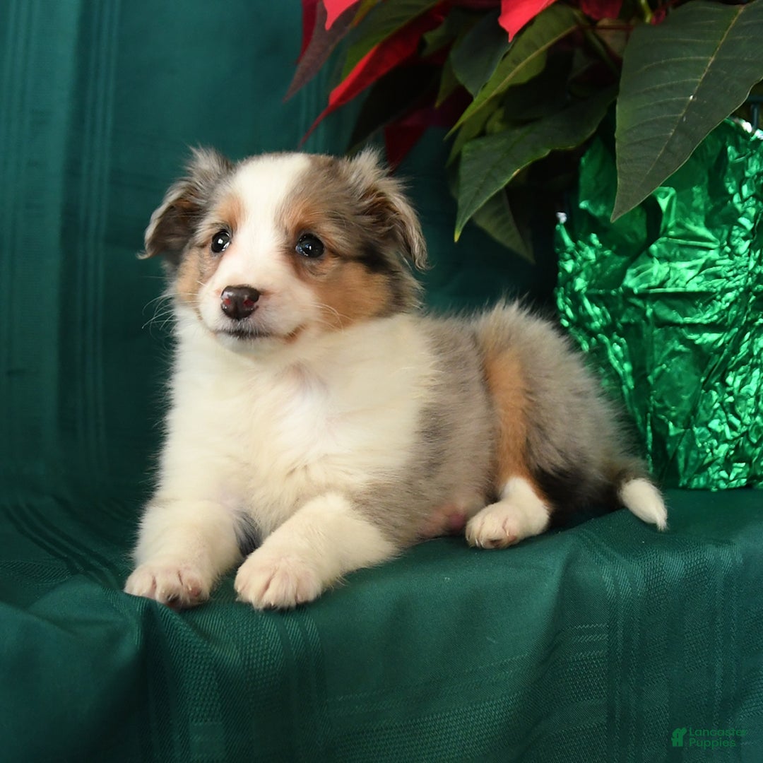 Shetland Sheepdog dogs for sale: Kody - Ad 3