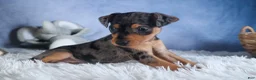 Miniature Pinscher dogs for sale: ABBY - Ad 7