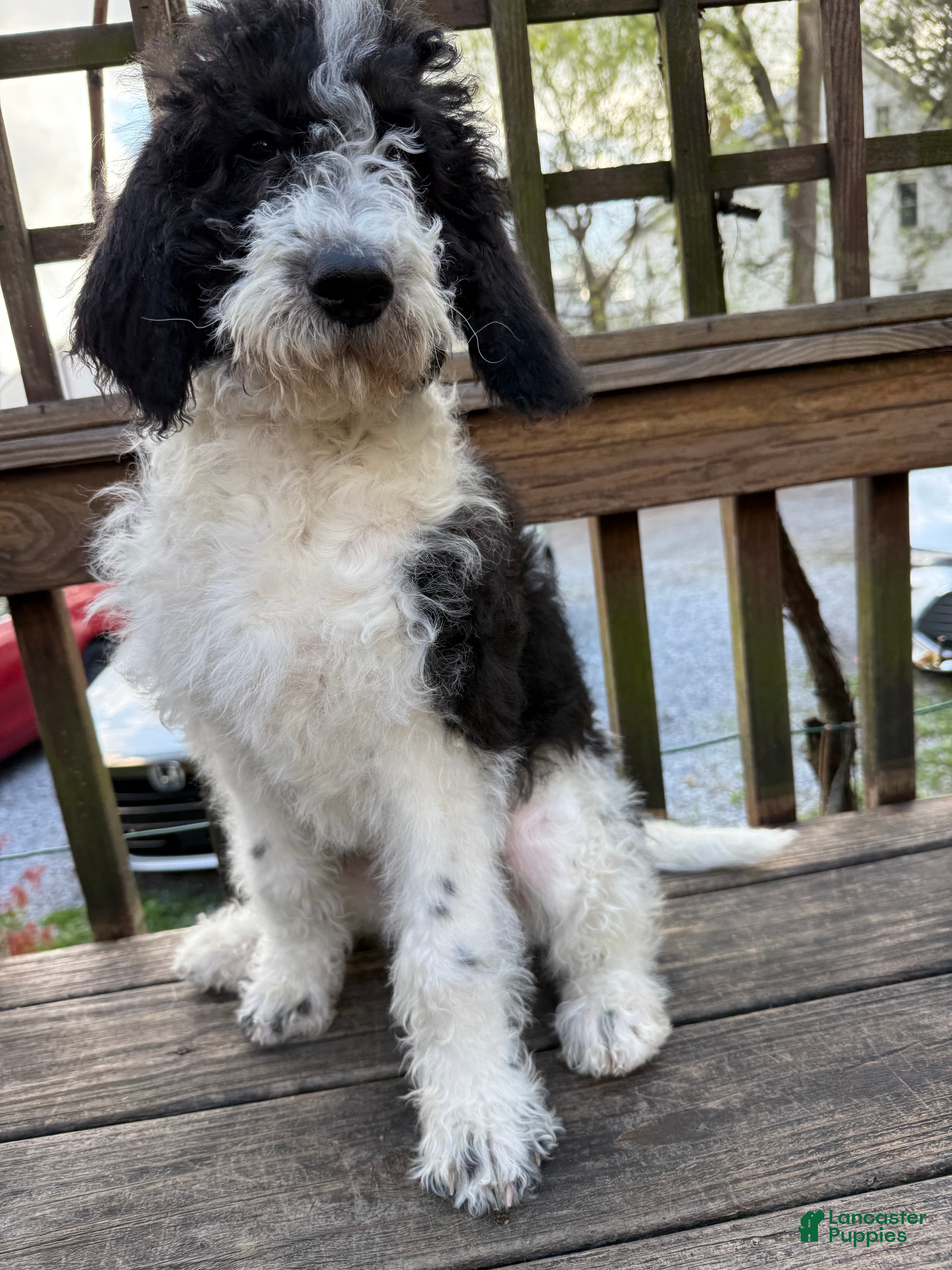 Mixed Breed dogs Sarah - Ad 2