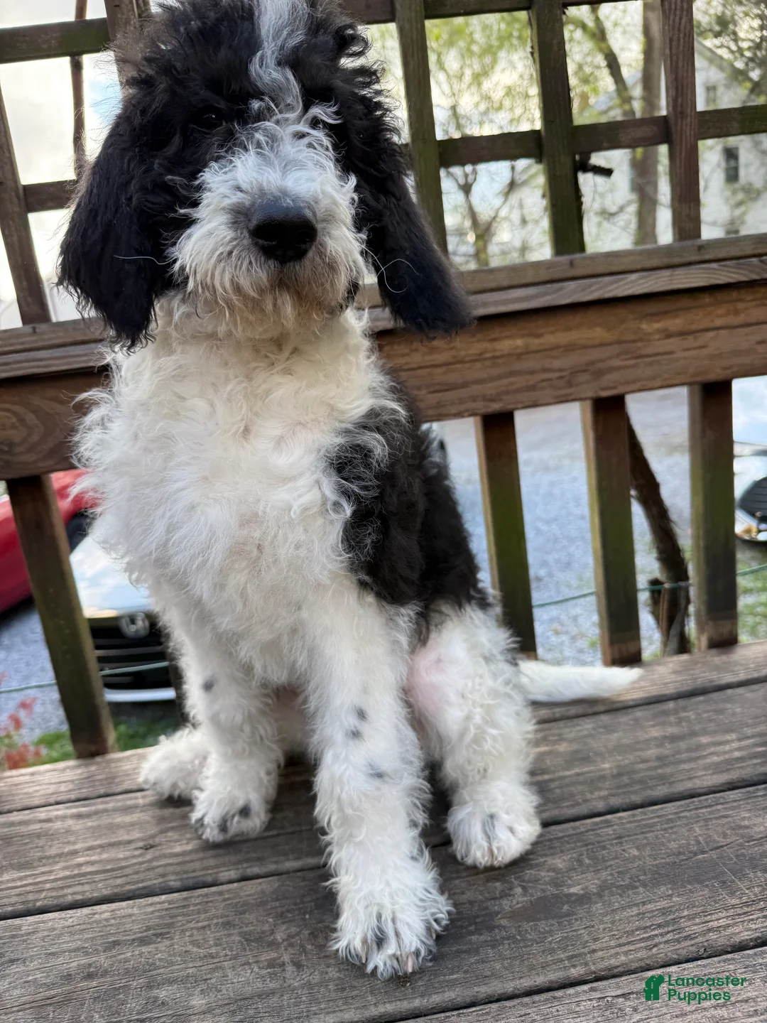 Mixed Breed dogs for sale: Sarah - Ad 1