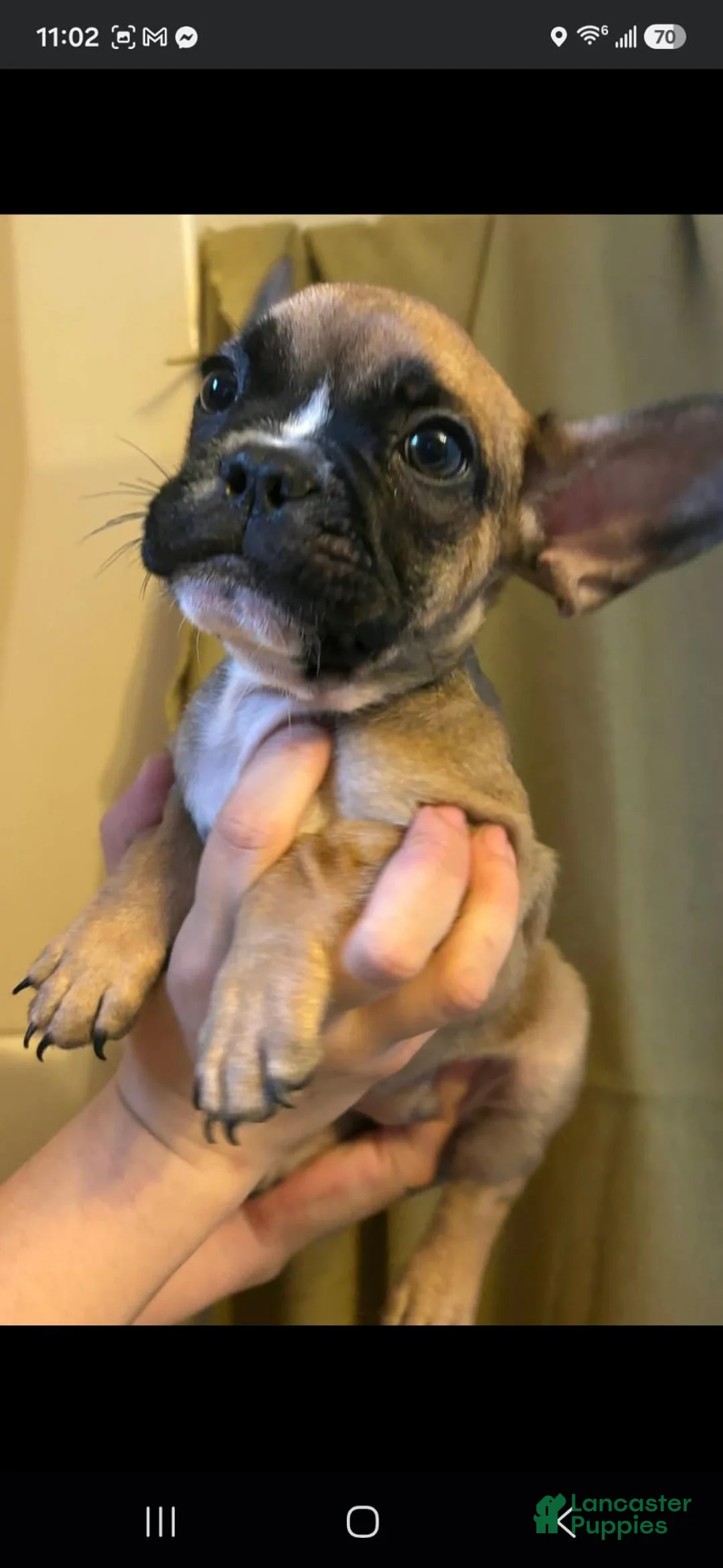 French Bulldog dogs for sale: French Bulldog 3 - Ad 1