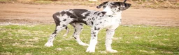 Great Dane dogs for sale: Lorelai - Ad 5
