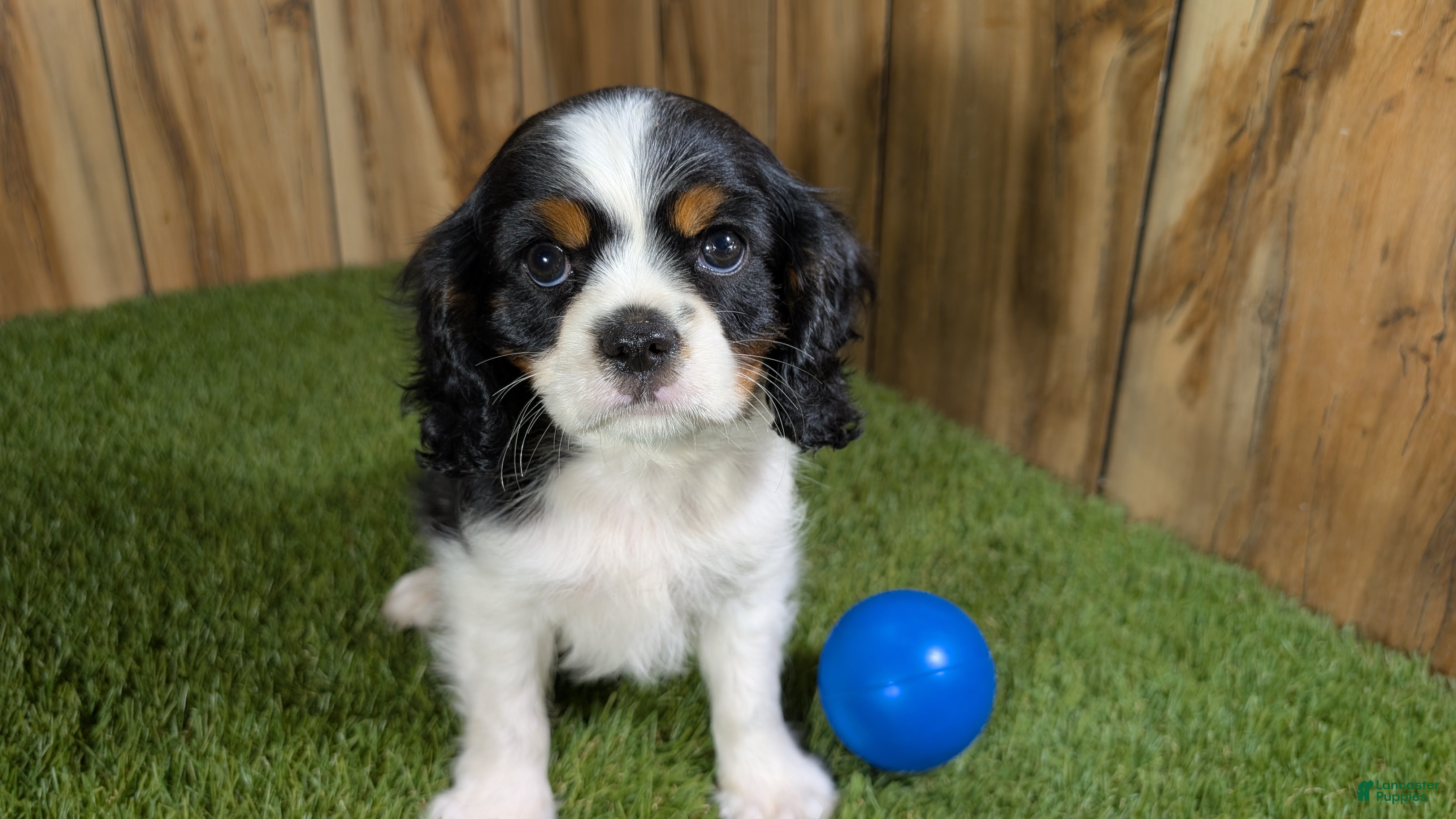 Cavalier King Charles Spaniel dogs Gracie Boy 1 - Ad 2