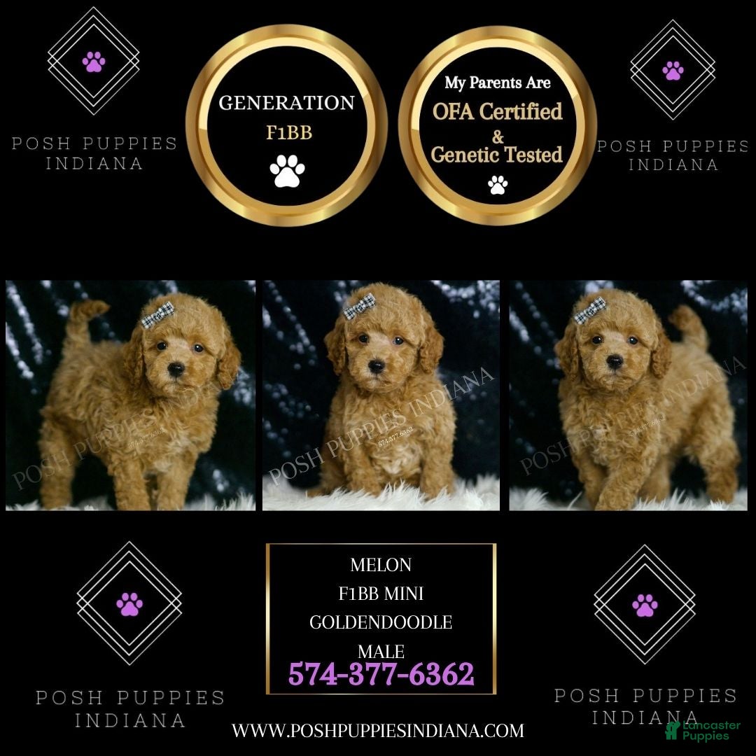 Mini Goldendoodle dogs for sale: Melon F1BB  - Ad 4