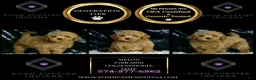 Mini Goldendoodle dogs for sale: Melon F1BB  - Ad 4