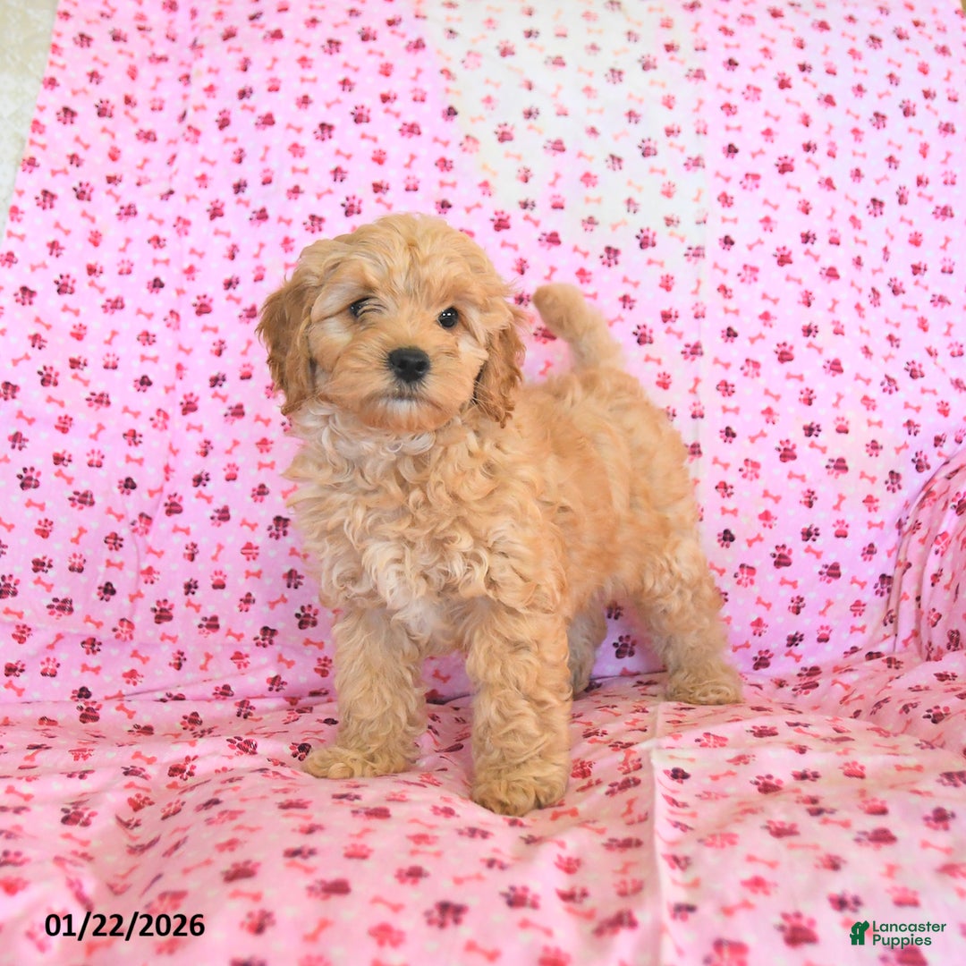 Cockapoo dogs for sale: Maple   - Ad 1