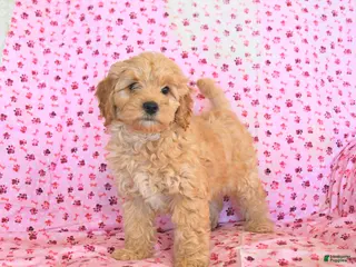 Cockapoo dogs Maple - Ad 20