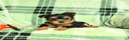 Yorkshire Terrier dogs for sale: Daisy - Ad 3