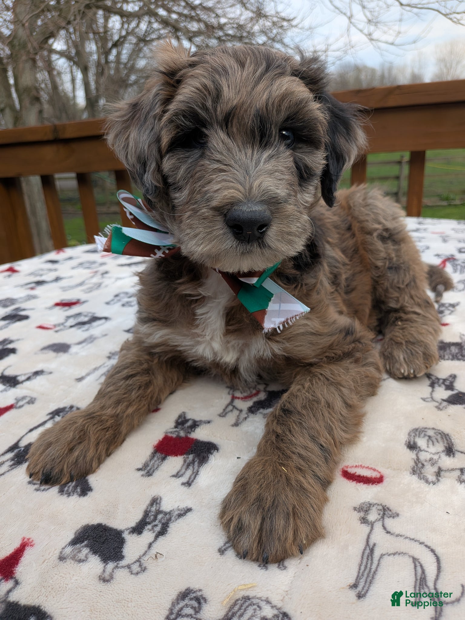 Bordoodle dogs Bordoodle Puppy 1 - Ad 4