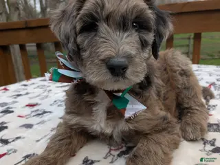 Bordoodle dogs Bordoodle Puppy 1 - Ad 4