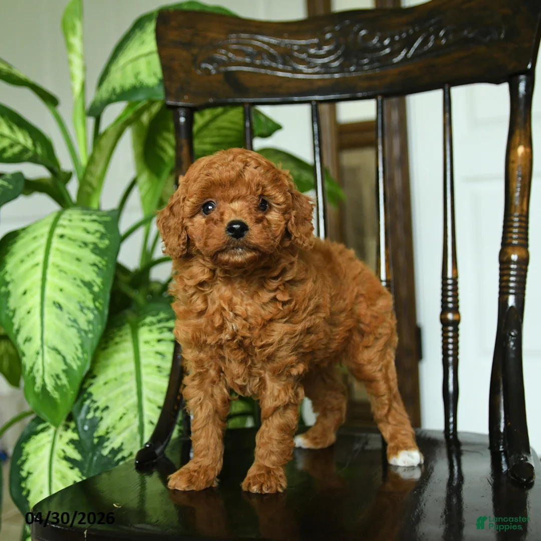 Miniature Poodle dogs for sale: Elsa - Ad 5