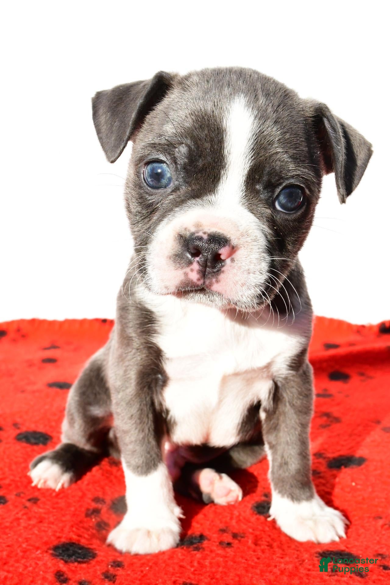 Boston Terrier dogs for sale: Shawn - Ad 1