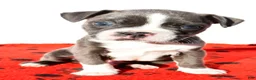 Boston Terrier dogs for sale: Shawn - Ad 1