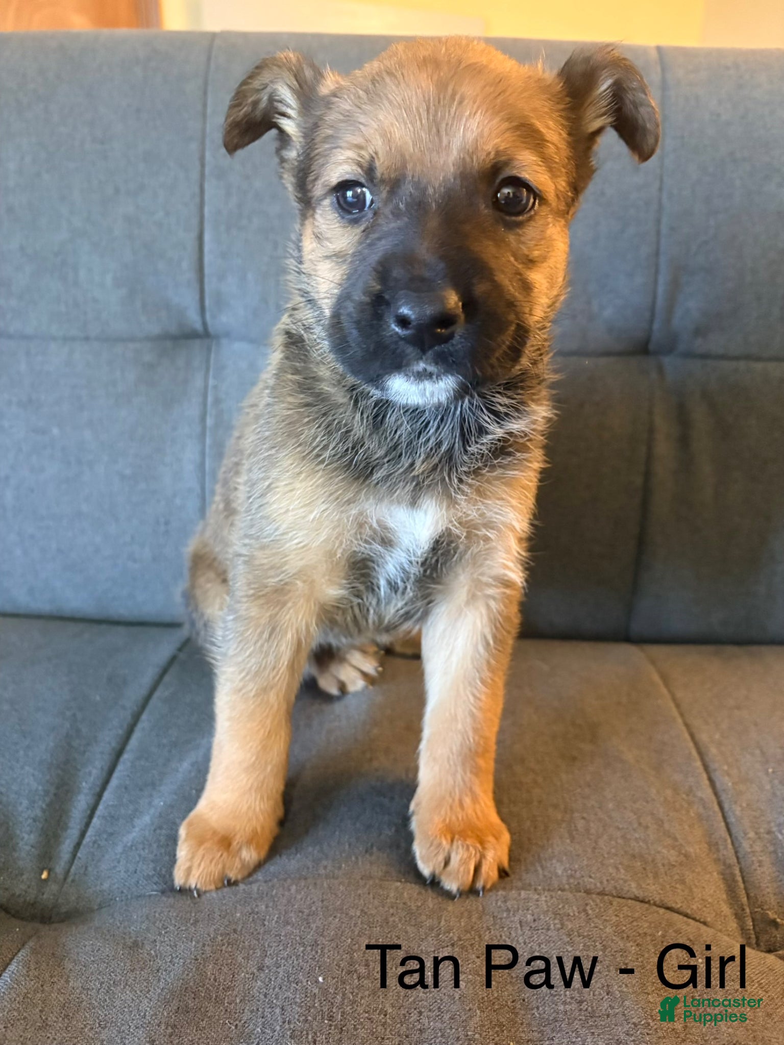 Mixed Breed dogs Mixed Breed Puppy 2 - Ad 37