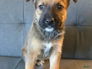Mixed Breed dogs Mixed Breed Puppy 2 - Ad 37